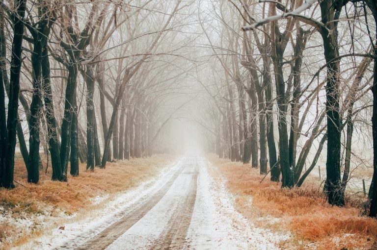 Trees and road covered in snow